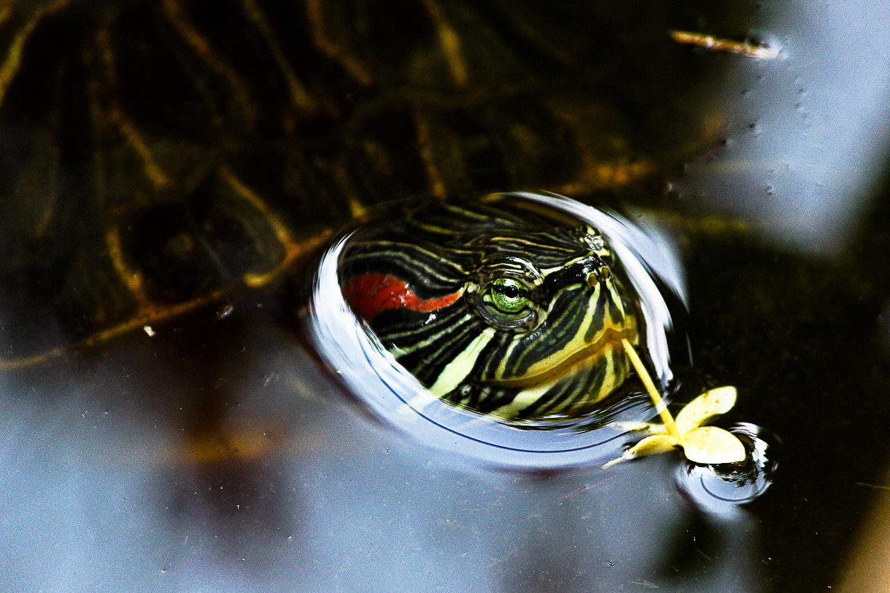 Kura kura Air  Tawar  Fresh Water Turtle Dunia Hewan  